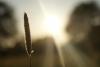 les beau jours