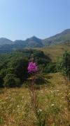 cantal