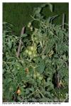 Tomates