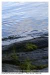 Peche
