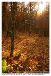 Automne 2011