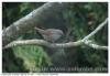 Oiseaux