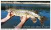 Brochet