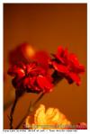 Flore