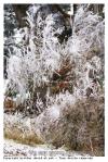 Duvet de givre