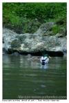 Colvert