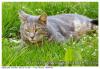 Miaou