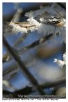Givre