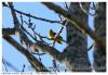 Bruant jaune