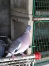 palombe