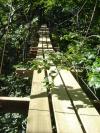 passerelle dans les arbres