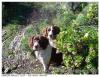 Springers