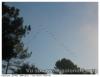 Vol de grues