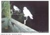 Pigeon sur fil