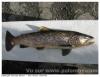 Pêche en Soule