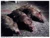 Cochons