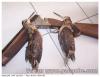 2 becasses