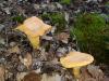 Champignons
