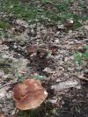 Champignons