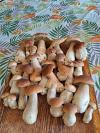 Cueillette du matin