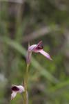 Orchidées