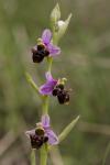 orchidées