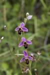 orchidées