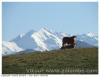 Pyrenees