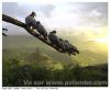 Volants