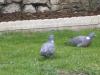 DANS MON JARDIN CE MATIN