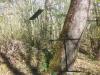 Pigeon sur fil