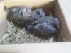 Palombes de 2 semaines