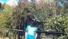 Dressage palombe