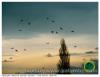 Chasse au pigeon
