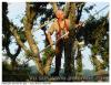 Sur un arbre