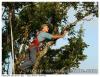 Sur un arbre