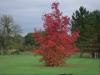 couleurs d'automne