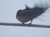 Hirondelle sous la pluie.