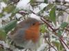 Rouge gorge
