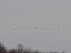 Deuxiéme vol de grues qui passe plus loin