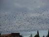 Invasion d'étourneaux