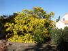 Précoce le mimosa en bord de mer