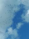 Cigognes en migration