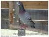 Pigeon voyageur