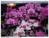 Orchidées