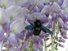 Bourdon dans la glycine