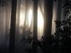 Et ce brouillard ?
