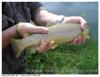 Truite de lac