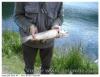 Truite de lac
