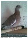 Pock